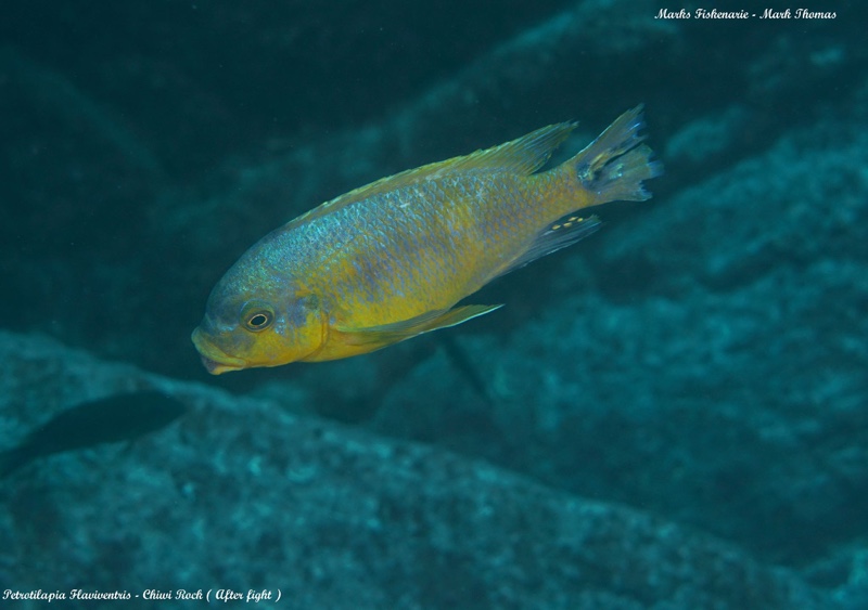 Petrotilapia flaviventris 'Chiwi Rocks'